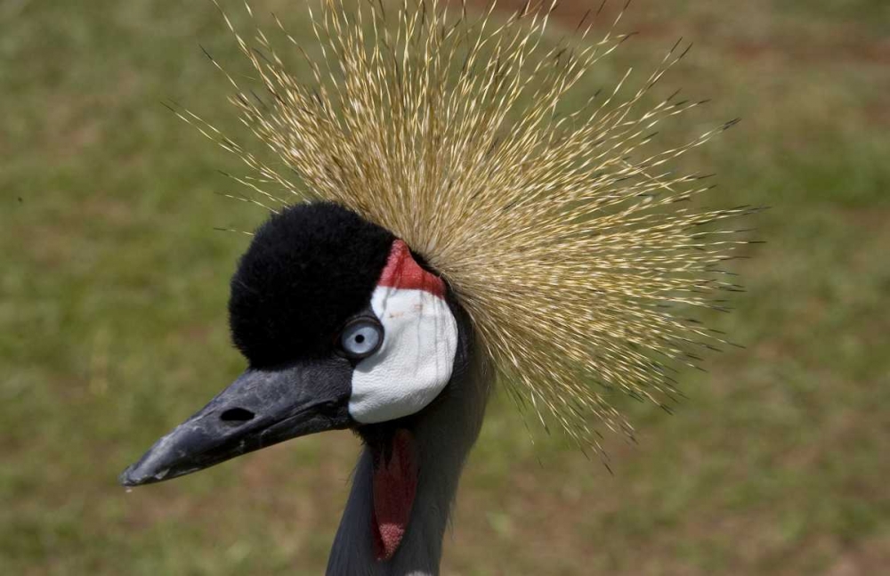 Kenya, Masai Mara Crowned crane portrait